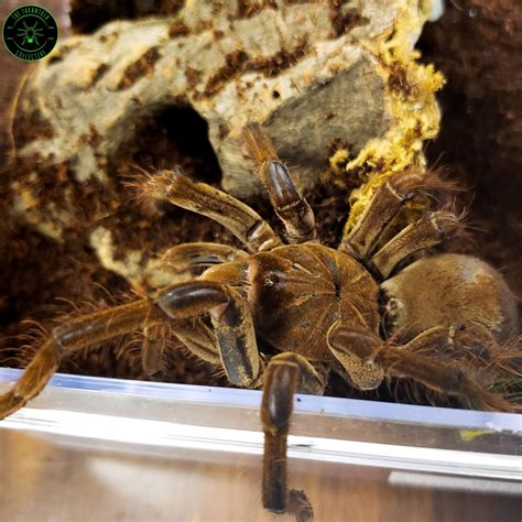 Goliath Birdeater Tarantula (Theraphosa blondi/stirmi) Care — The ...