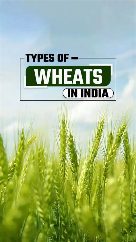 Top 5 Different Varieties of Wheat in India