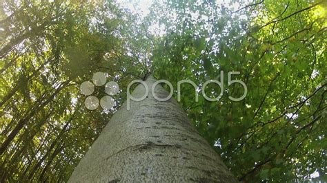 Funnel Vision Tree Fall 的图像结果