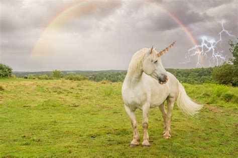 Real Unicorn