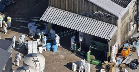 Japan detects season's first bird flu case, to cull 40,000 birds