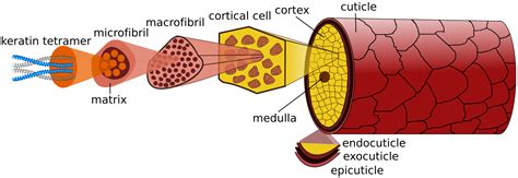Protein Structure Keratin 18 at Jewel Simmons blog