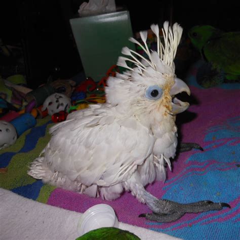 exotic bird for sale in Kolkata, pet for sale in kolkata | www ...