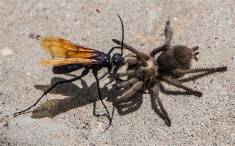 A tarantula hawk wasp attacking its large arachnid prey.... | Tarantula ...