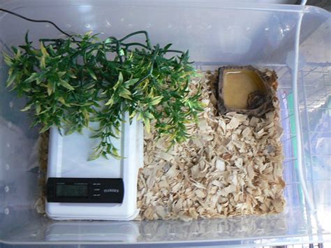 Cool Ball Python Setups 的图像结果