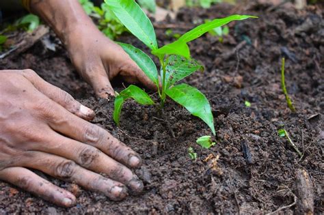 Image result for Planting Saplings Tutorial