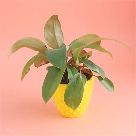 Buy Plants Online Ferozepur | Best Plant Nursery in Ferozepur - Giftalove