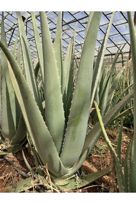 FidanBudur Aloe Barbadensis Miller Stockton, Çok Büyüyen Aloe Vera ...