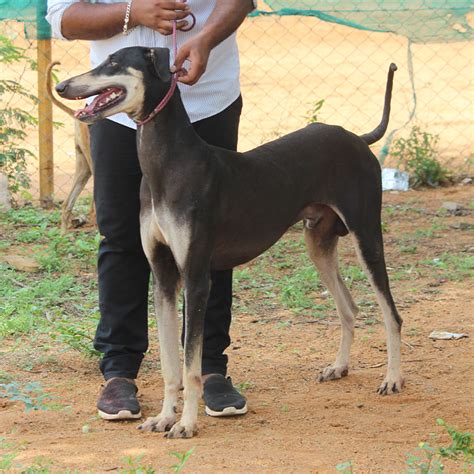 Rajapalayam Co-Operative Kennels
