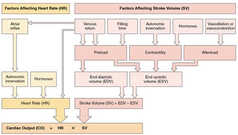 Cardiac Physiology · Anatomy and Physiology