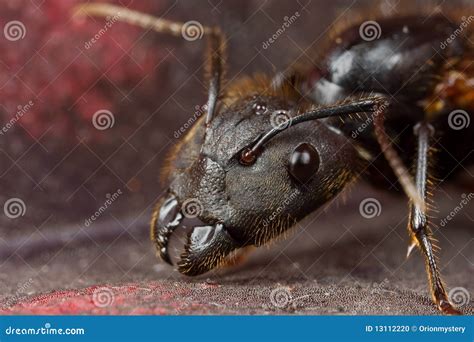 A black winged ant stock photo. Image of fauna, plant - 13112220