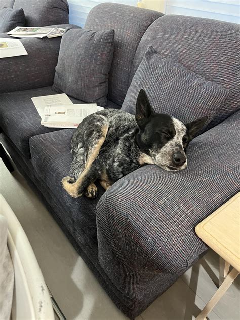 Happy Passover! Chag Sameach to all who celebrate! Calvin was the best ...