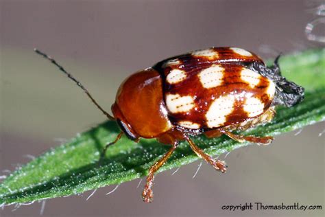 Image result for Microcrypticus Scriptum