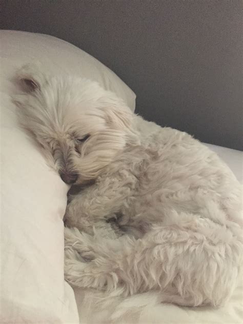Adorable Sleeping Dog on Pillow