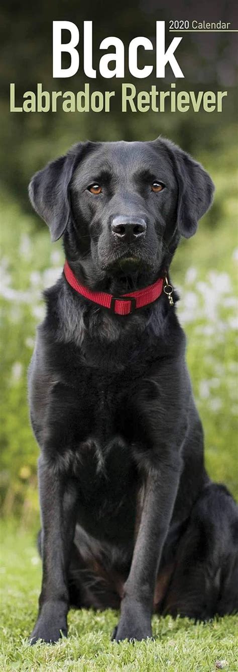 Buy Black Labrador Retriever Slim Calendar 2020 Book Online at Low ...
