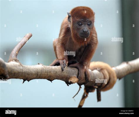 Alouatta genus hi-res stock photography and images - Alamy