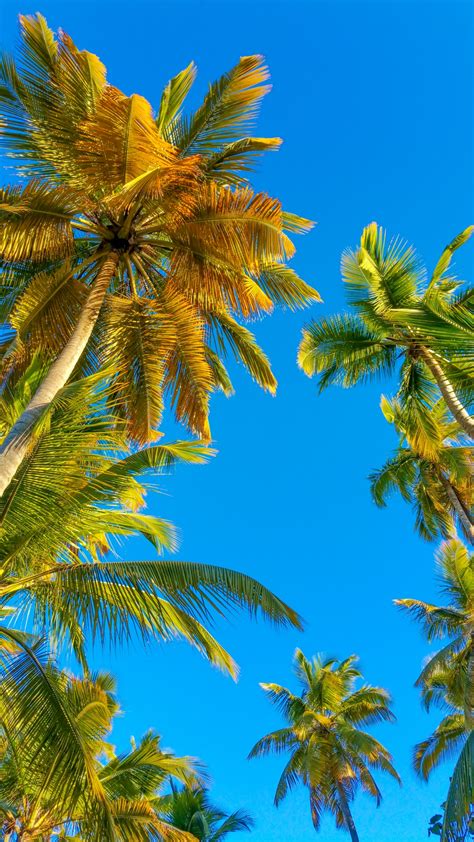 Tropical Leaf Patterns 的图像结果