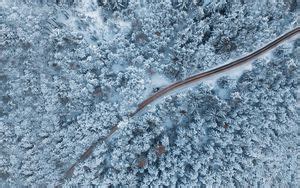 Wallpaper forest, winter, snow, trees, snowy, hike hd, picture, image