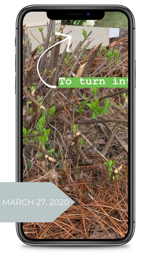 How to Care for Limelight Hydrangeas - Kelley Nan