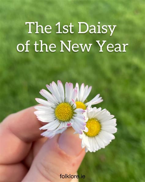 folklore.ie - The Daisy Hunt in ‘The Big Field’ in...