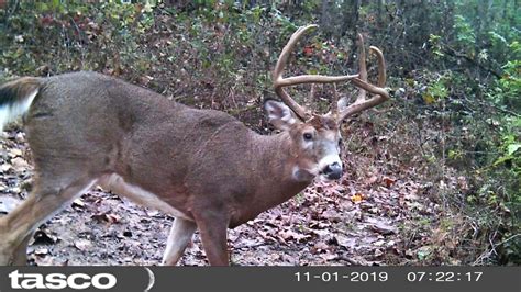 18 Facts About Whitetail Buck Biology | Hook & Barrel Magazine