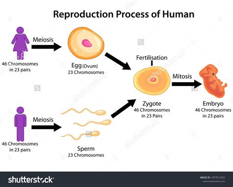 Image result for Science Human Reproduction