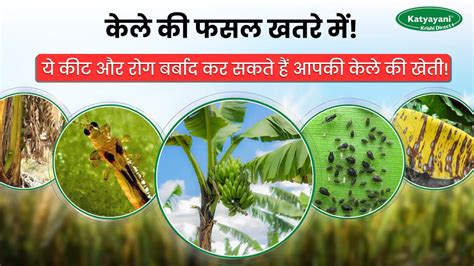 Banana Diseases and Pests Control: Tips for Healthy Crops