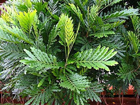 Plant Nursery Online Filicium Decipiens - decipiens Plant decipiens ...