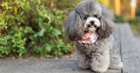 Poodle Price In India (September 2023) | Toy Poodle