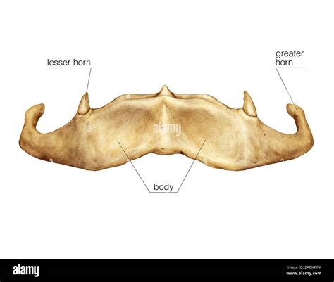 Anatomy Of Hyoid Bone Morphometry Of The Hyoid Bone: A Radiological