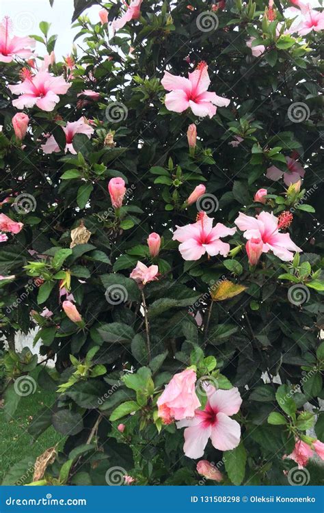 Bush with Large Pink Flowers Stock Photo - Image of branch, beautiful ...