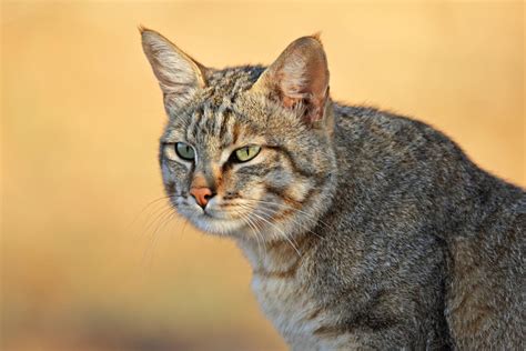 The African Wild Cat — Animals — Destination Uganda Travelers