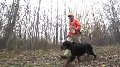Image result for Working Cockapoo Gun Dog