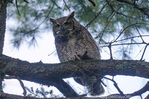 Great Horned Owl Talons | 365 Days of Birds