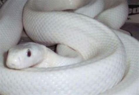 梦到白蛇是什么意思 梦到白蛇代表什么 - 万年历