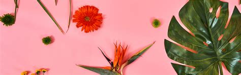 Plant Care - Farmerr