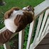 Image result for Beaver Plush Toy