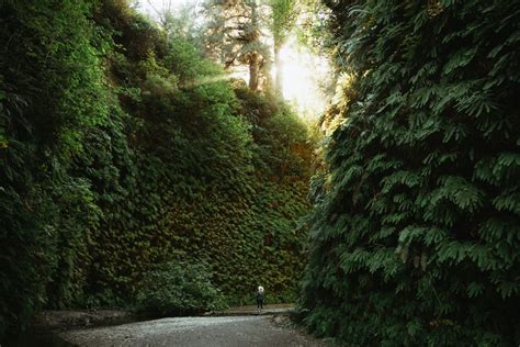 How To Find Fern Canyon Trail (NEW 2023 Permits Details!) - The Mandagies