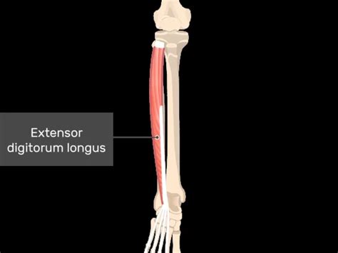 Image result for Extensor Digitorum Longus Tendonitis