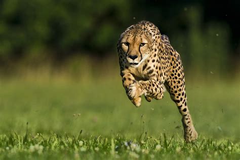 Can Cheetahs Outrun Extinction? — ALERT
