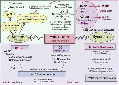 Wilms tumor: nephroblastoma - Creative Med Doses