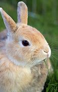 Image result for Cute Bunnies Names