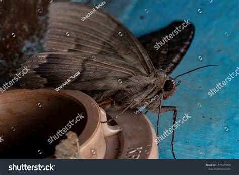 Black Witch Moth Species Ascalapha Odorata Stock Photo (Edit Now ...