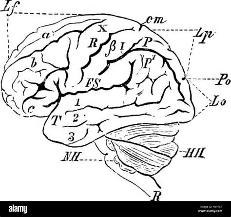 Image result for Lamina Terminalis Embryonic Development
