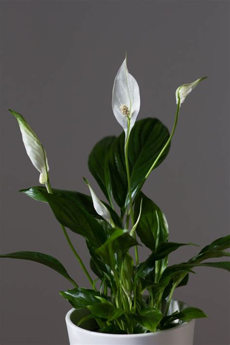 Peace lily care how to care for this blooming houseplant – Artofit