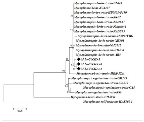 Isolation, Identification, and Molecular Characterization of Mycoplasma ...