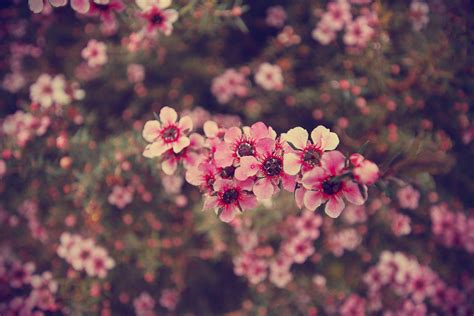 Backgrounds Tumblr Flower Vintage - Wallpaper Cave