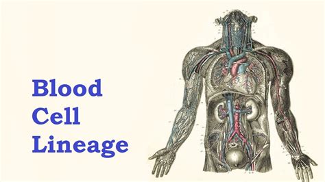 Image result for Blood Cell Lineage Chart