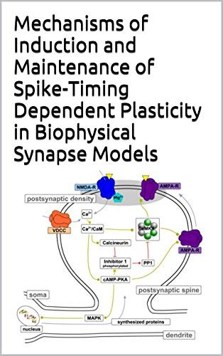 Mechanisms of Induction and Maintenance of Spike-Timing Dependent ...