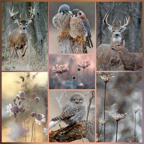 Whimsical Animal Collage